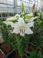 [4476 PO64 11-41-29 No01.JPG]